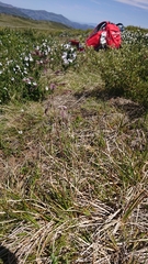 Poa hothamensis
