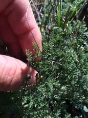 Lomatium dasycarpum dasycarpum