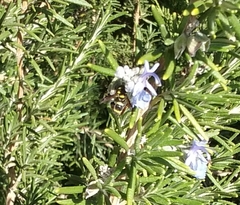 Parancistrocerus declivatus