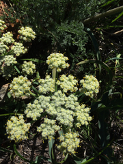 Lomatium dasycarpum dasycarpum