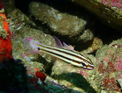 Kin Cardinalfish photo 1
