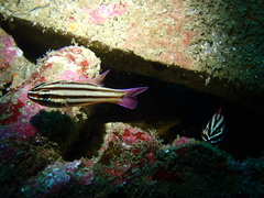 Kin Cardinalfish photo 2