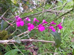 Comparettia falcata