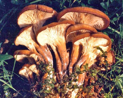 Lentinellus cochleatus