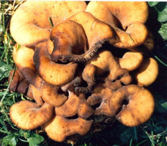 Lentinellus cochleatus