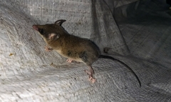 Marmosops caucae