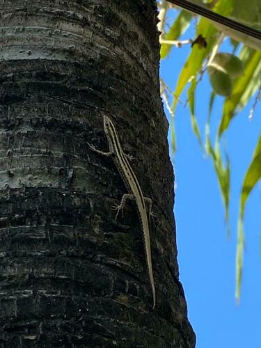 Balinese Snake-eyed Skink