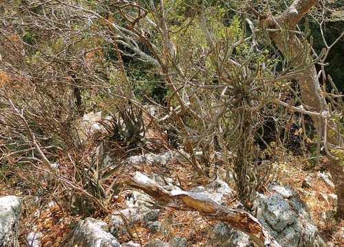 Euphorbia griseola subsp. mashonica image