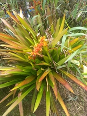 Guzmania multiflora