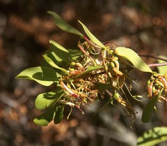 Muellerina celastroides