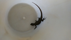 Sceloporus grammicus
