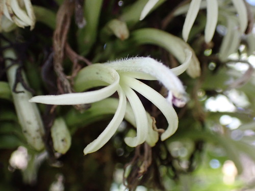 Cyanea shipmanii