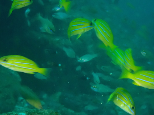 Common bluestripe snapper