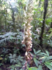 Microchilus