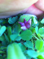 Trifolium depauperatum