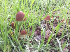 Psathyrella atrospora