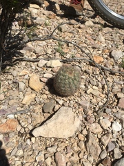 Echinomastus warnockii