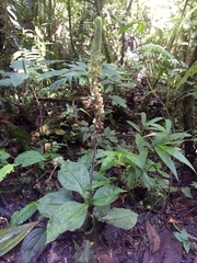 Microchilus