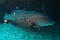 Plectropomus punctatus