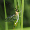 Ephemera japonica - Photo (c) Kirill Kryukov, some rights reserved (CC BY-NC), uploaded by Kirill Kryukov