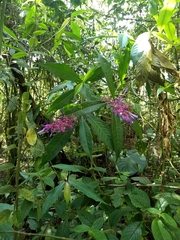 Palicourea angustifolia