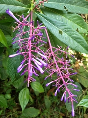 Palicourea angustifolia