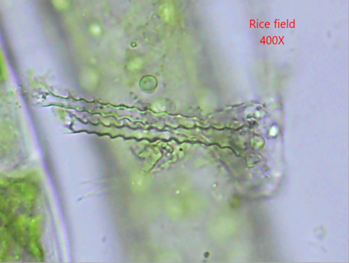 Staurastrum irregulare
