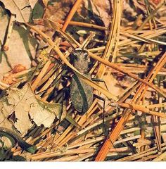 Apterodela unipunctata