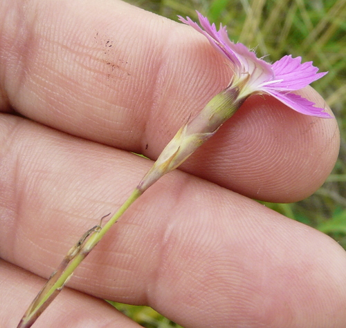 Image of Dianthus campestris by no rights reserved
