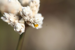 Alternanthera filifolia