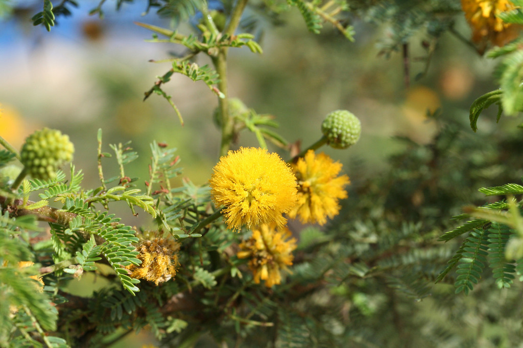 Galápagos acacia