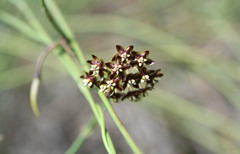 Funastrum angustissimum