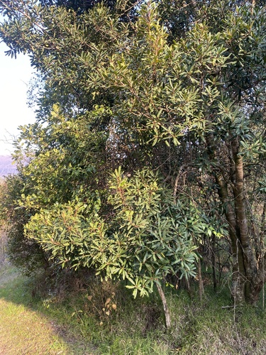 Myrsine melanophloeos, photograph 4