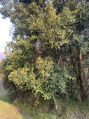 Myrsine melanophloeos, photograph migsgreenworld, CC BY, iNaturalist via GBIF
