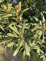 Myrsine melanophloeos, photograph migsgreenworld, CC BY, iNaturalist via GBIF
