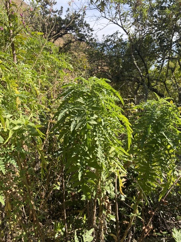 Melianthus villosus (Melianthus villosus)