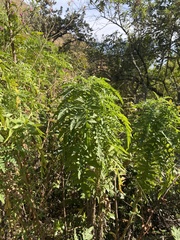 Melianthus villosus, photograph (c) migsgreenworld, some rights reserved (CC BY)