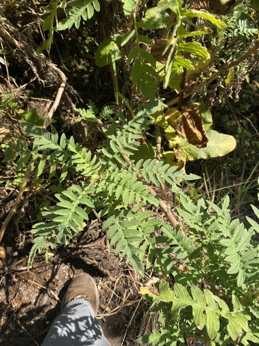 Melianthus villosus, photograph 6