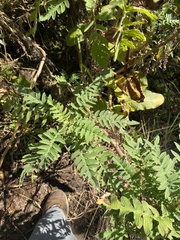 Melianthus villosus, photograph (c) migsgreenworld, some rights reserved (CC BY)