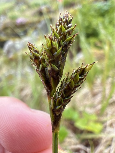 Carex mackenziei iNat (3)