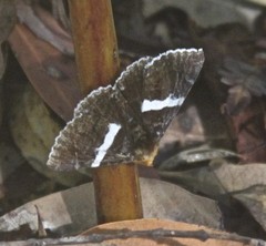 Buzara frontinus