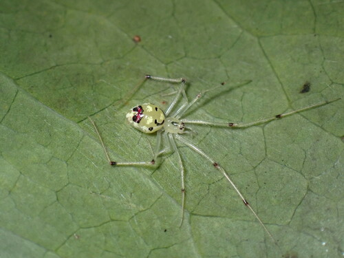 Hawaiian Happy Face Spider photo 5