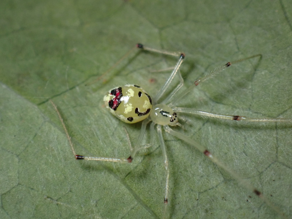 Hawaiian Happy Face Spider
