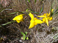 Calochortus amabilis