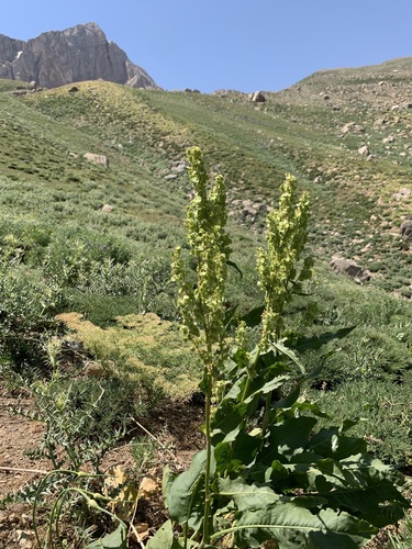 Rumex ponticus