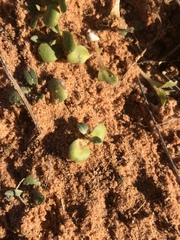 Lithospermum incisum