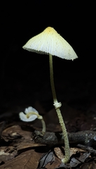 Leucocoprinus fragilissimus image