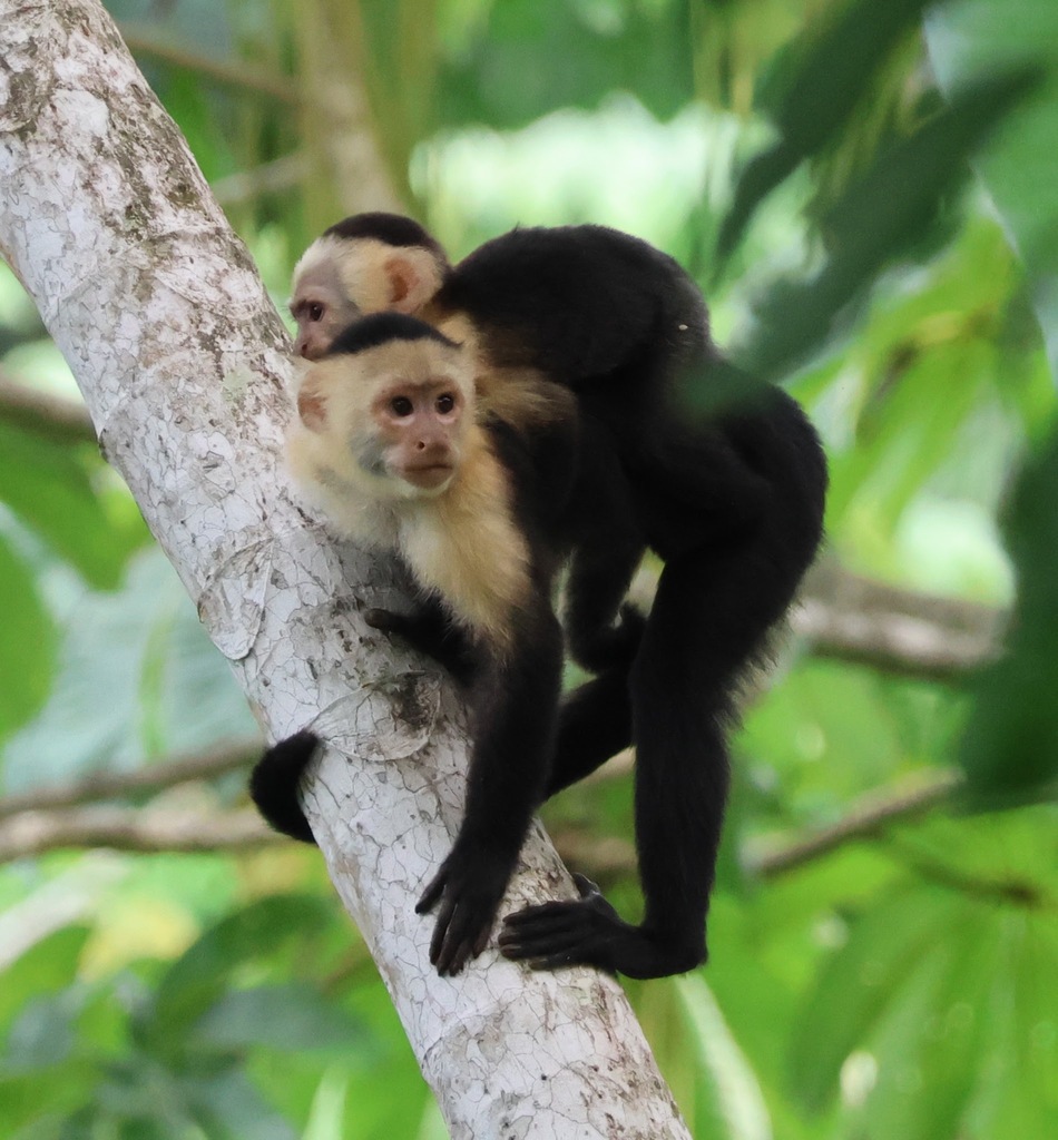 White-Headed Capuchin