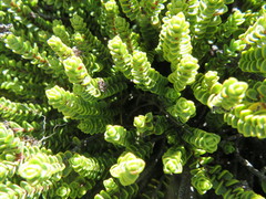 Veronica buchananii