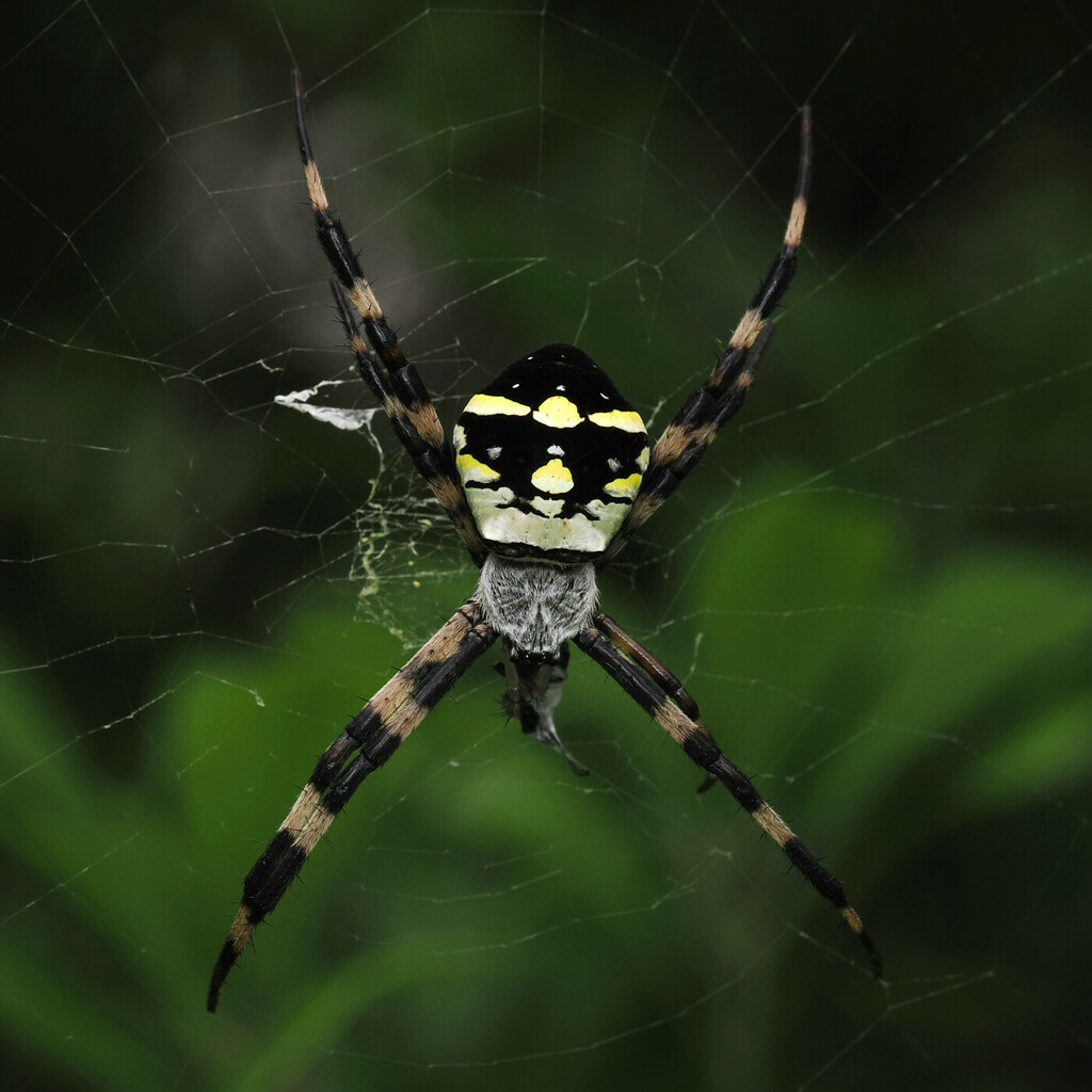 Argiope boesenbergi